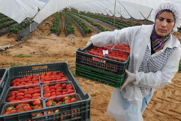 En Andalousie, le calvaire des ramasseuses de fraises marocaines