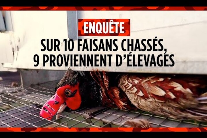 L'association L214 dévoile les dessous des élevages à gibier pour la chasse