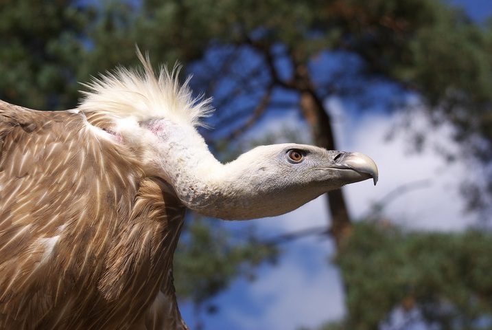 «<small class="fine d-inline"> </small>Équarrisseur naturel<small class="fine d-inline"> </small>» ou tueur de bétail<small class="fine d-inline"> </small>? Dans l'Aubrac, le vautour fauve divise