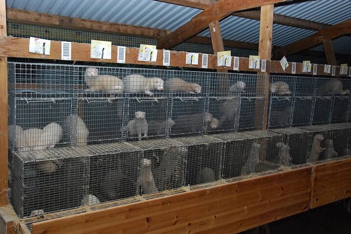 Les élevages de visons ont un rôle dans la pandémie de Covid-19