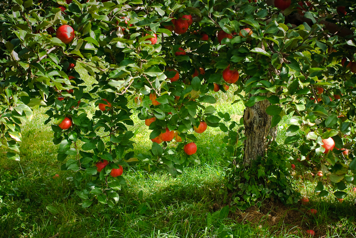 Pour la biodiversité et les paysages, maires de France, plantez des arbres fruitiers