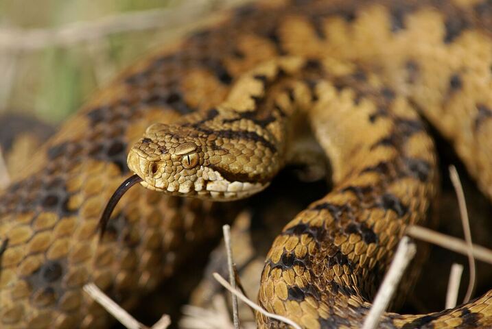 Tous les serpents sont désormais protégés en France