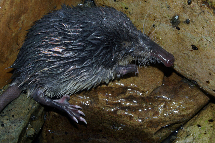 40 000 espèces sont menacées d'extinction dans le monde