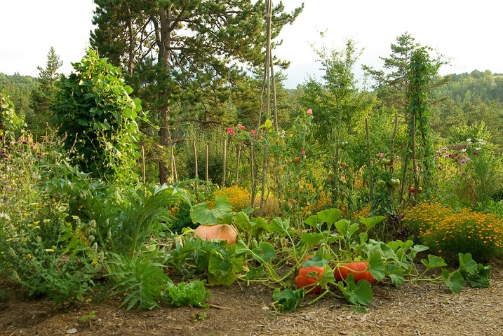 Tout savoir pour faire de votre jardin un eldorado nourricier 