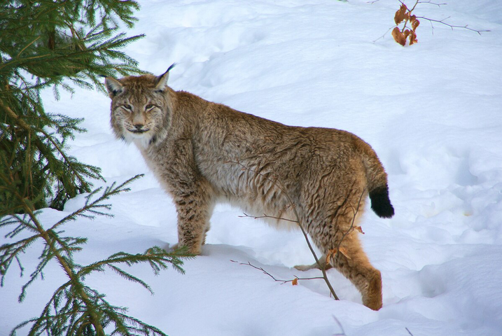 Déjà 11 lynx tués par des voitures cette année en France