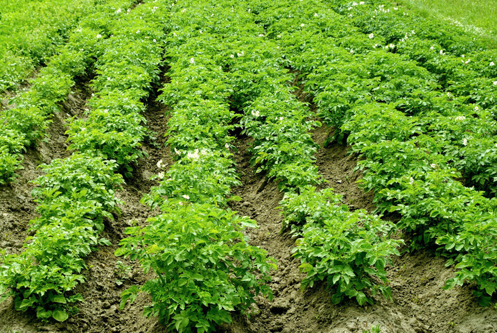 50<small class="fine d-inline"> </small>% de pesticides en moins<small class="fine d-inline"> </small>? L'Europe dit non