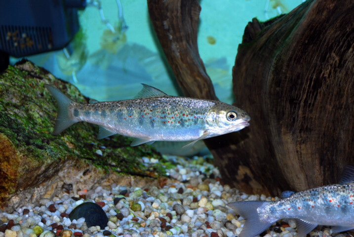 La Bretagne interdit la pêche aux saumons et aux truites en 2025