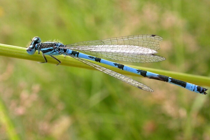 Le vivant se réveille : c'est le mois d'«<small class="fine d-inline"> </small>agrion<small class="fine d-inline"> </small>»