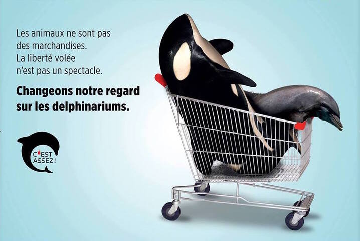Une campagne se poursuit en faveur des dauphins