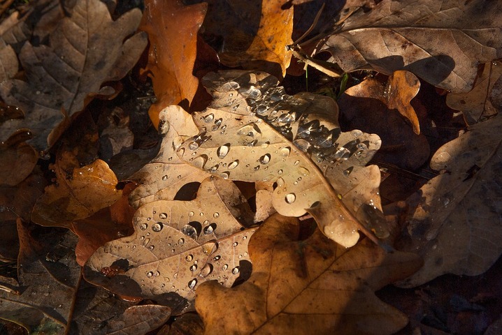  Les feuilles mortes nourrissent la vie de la terre