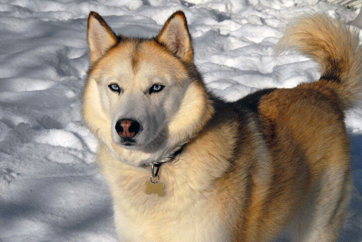 Radio Bambou : Comment entraîner son chien à aller chez le vétérinaire