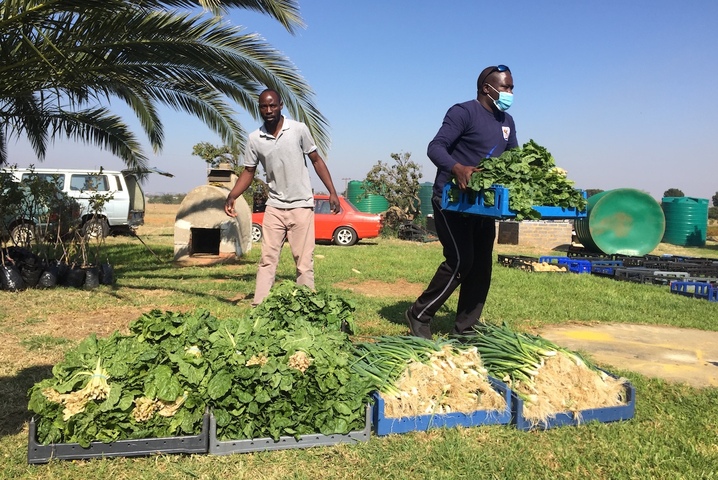 En Afrique du Sud, l'entraide au jardin pour faire face à la faim et au coronavirus