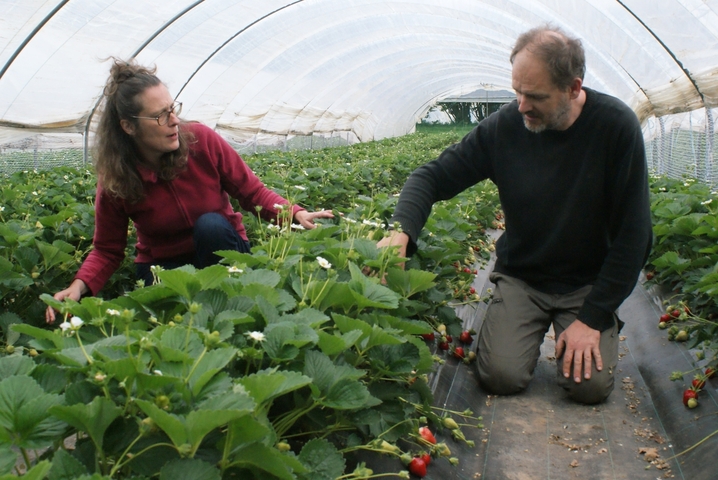 Bio, en pleine terre... À Plougastel, les fraises font de la résistance