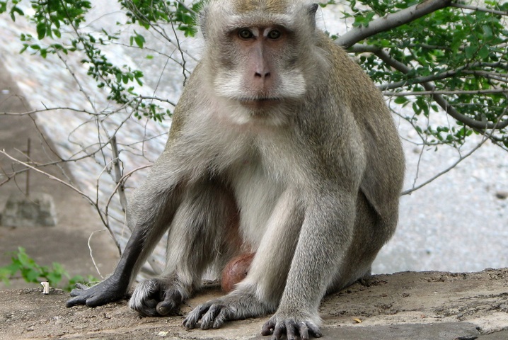 En France, des singes menacés d'extinction cobayes de laboratoires
