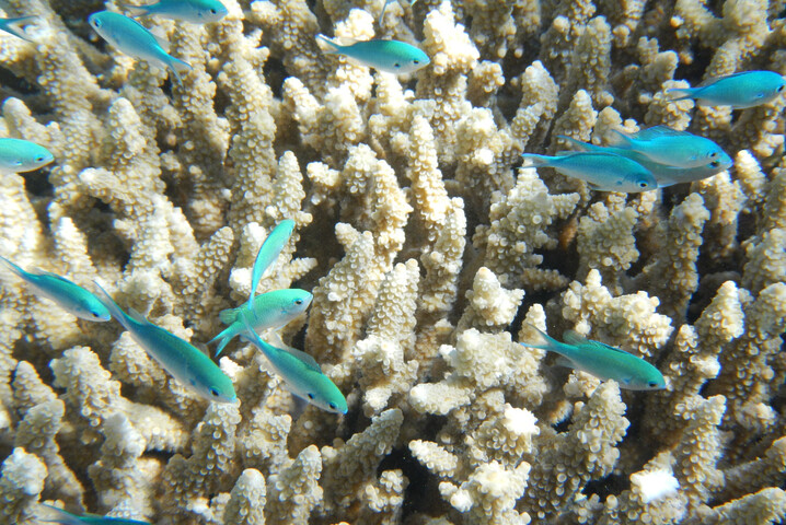La Grande barrière de corail subit un nouvel épisode de «<small class="fine d-inline"> </small>blanchissement massif<small class="fine d-inline"> </small>»