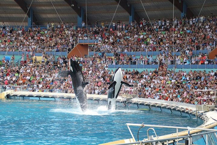 Orques du Marineland : le gouvernement préconise de les envoyer au Canada ou aux Canaries