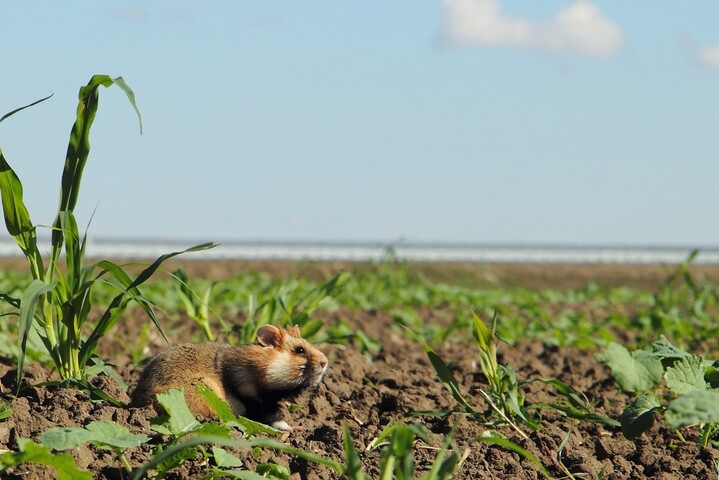 Grand hamster : les agriculteurs qui le protègent seront indemnisés