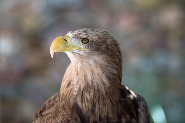 Aigle rare empoisonné : 87 000 euros d'amende pour le pisciculteur