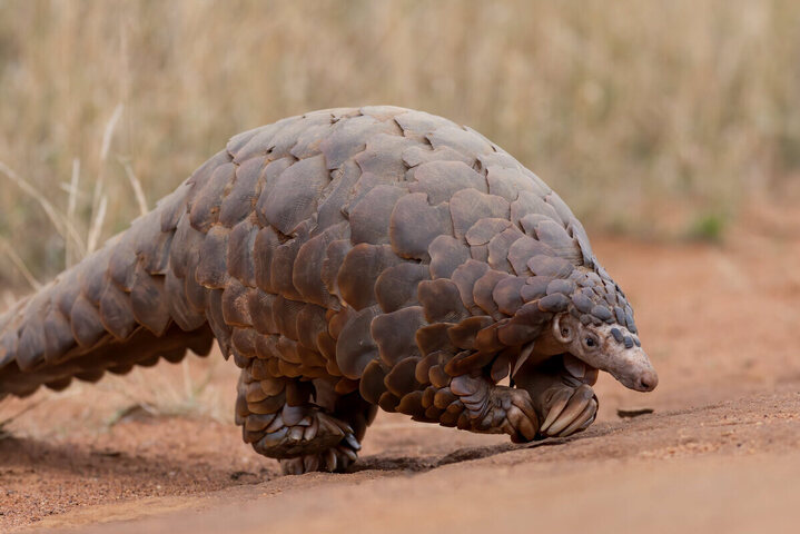 Viande de girafe, écailles de pangolin : coup de filet contre le trafic d'espèces sauvages