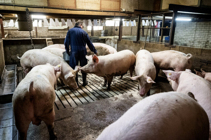 En Flandre belge, la lutte contre les pollutions agricoles favorise l'extrême droite