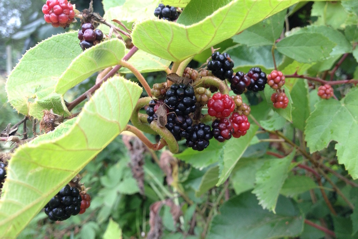 Au jardin sans pétrole, c'est le temps de la cueillette automnale