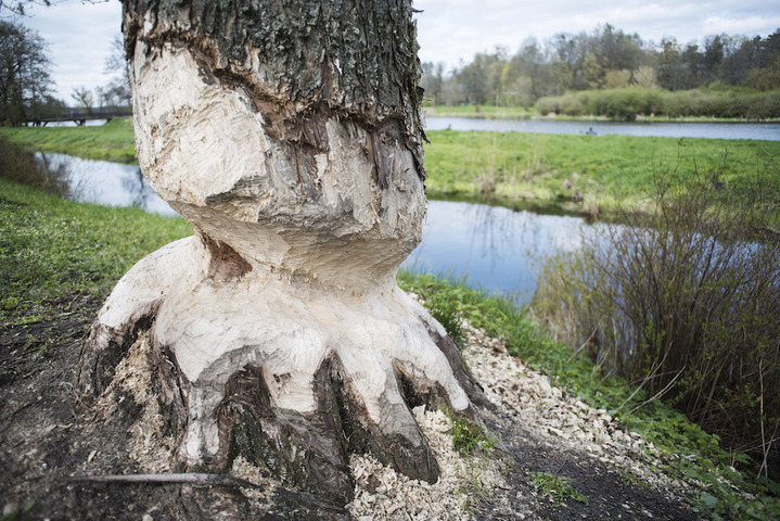 Bûcherons et coléoptères menacent la dernière forêt primaire d'Europe