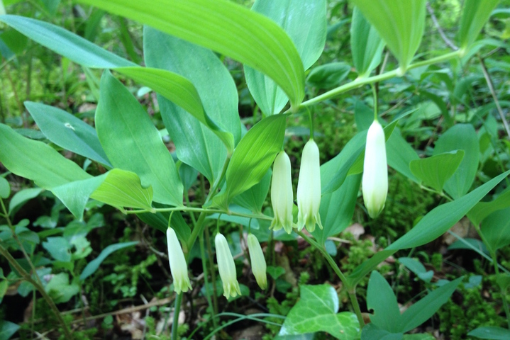 Le sceau de Salomon, fleur des bois et plante médicinale quoique toxique