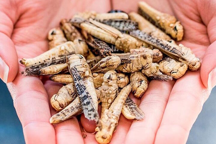 La loi ne veut pas d'insectes dans nos assiettes