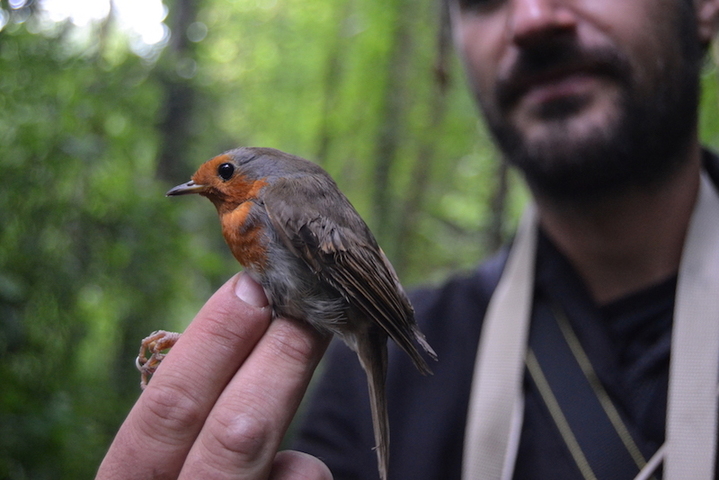 Diaporama : À la rencontre des oiseaux du marais