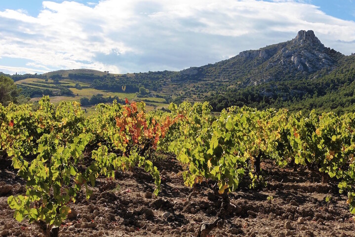 Le vin lui aussi devient végane