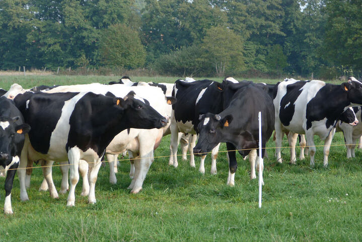 Des nanoparticules auraient causé la mort de dizaines de vaches dans le Haut-Rhin