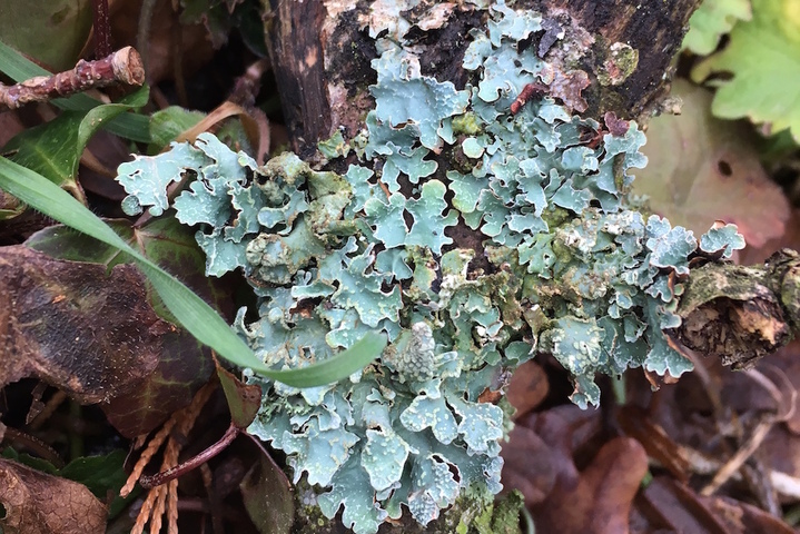 Le lichen, premier maillon de l'écosystème