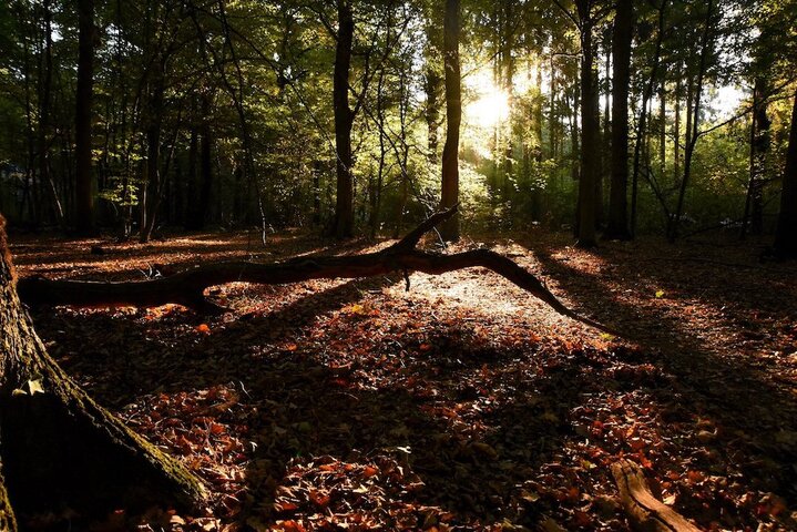 La justice allemande interdit le déboisement de la forêt de Hambach