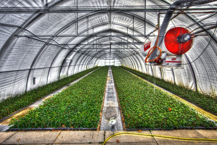 Des chefs cuisiniers lancent une campagne contre les serres chauffées en agriculture bio 