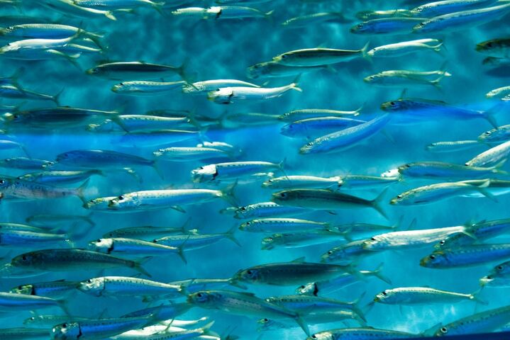 Le changement climatique va faire disparaître jusqu'à 17<small class="fine d-inline"> </small>% de la biomasse des animaux marins