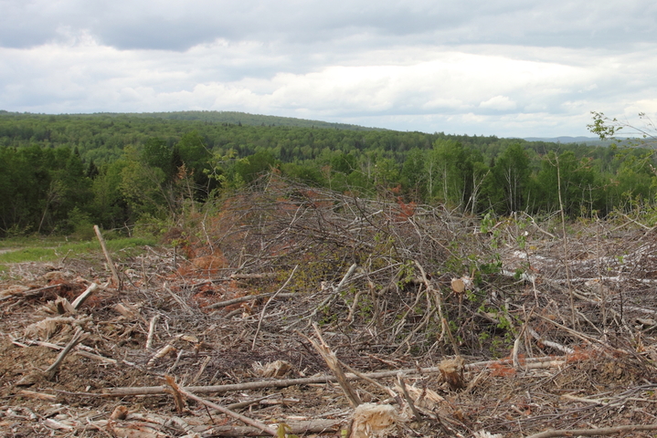 Une industrie dopée au glyphosate détruit les forêts du sud-est canadien