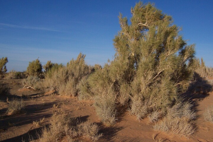Pour exploiter l'uranium kazakh, Orano va raser une forêt protégée