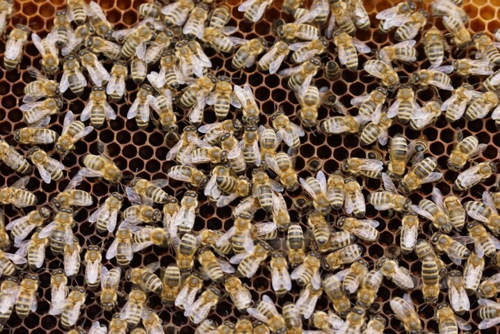 Le mystère de la mort d'abeilles près d'un champ expérimental de Bayer-Monsanto