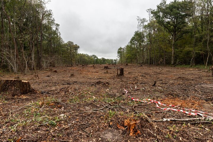 Près d'Orléans, les citoyens défendent la forêt contre les bulldozers