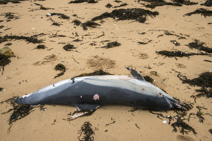 Dauphins : l'hécatombe reprend sur la côte atlantique