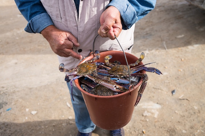 En Tunisie, le crabe «<small class="fine d-inline"> </small>Daech<small class="fine d-inline"> </small>», une espèce invasive, bouleverse le quotidien des pêcheurs