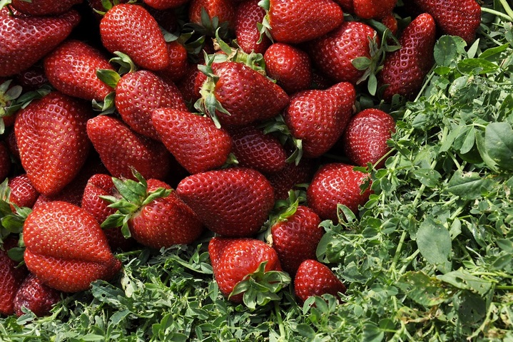 Qui pour ramasser les fraises françaises<small class="fine d-inline"> </small>? Les producteurs sont inquiets