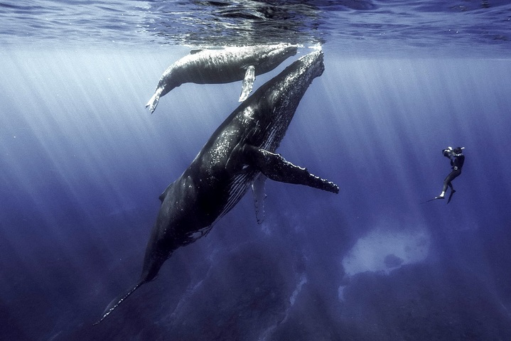 À <span class="caps">LA</span> TÉLÉ- Le réconfortant voyage d'une baleine et d'une tortue marine