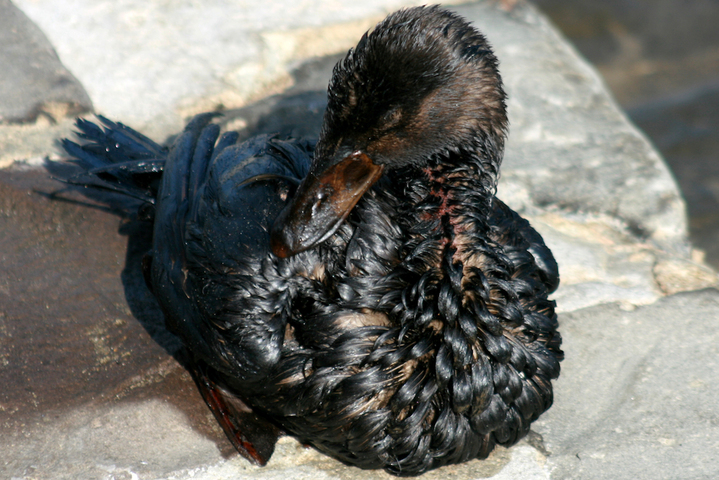 Des oiseaux englués dans du pétrole plus d'un an après le naufrage du «<small class="fine d-inline"> </small>Grande America<small class="fine d-inline"> </small>» 