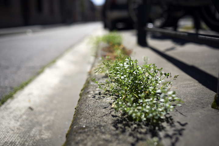 Le printemps inouï des plantes sauvages citadines