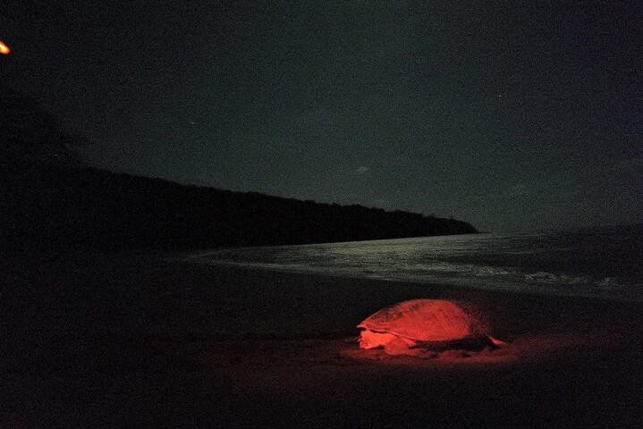 Pendant le confinement, le braconnage de tortues a explosé à Mayotte... et continue