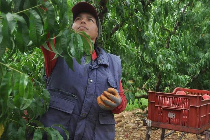 Des travailleurs étrangers peinent dans les vergers du Sud : l'envers du «<small class="fine d-inline"> </small>manger français<small class="fine d-inline"> </small>»