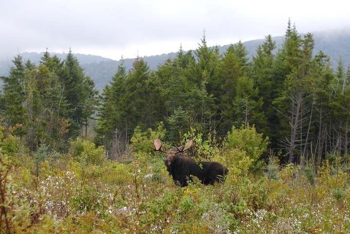 Au Québec, les chasseurs disputent l'orignal au peuple originel