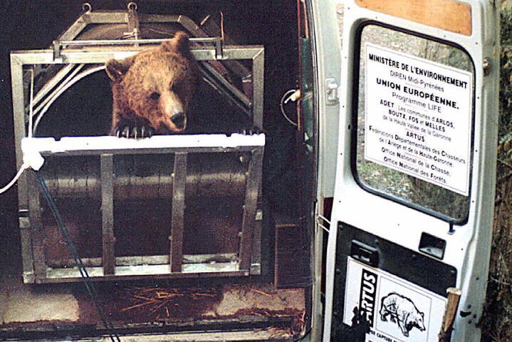 Dans les Pyrénées, le casse-tête de la réintroduction de l'ours