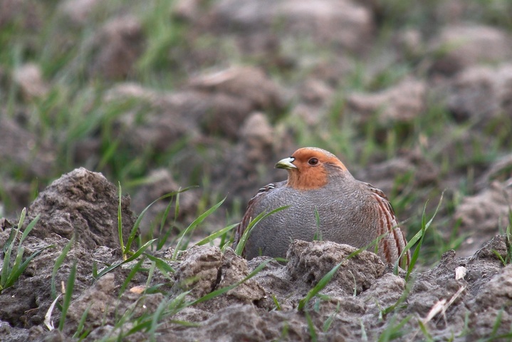 L'alimentation bio est plus saine, même pour les oiseaux